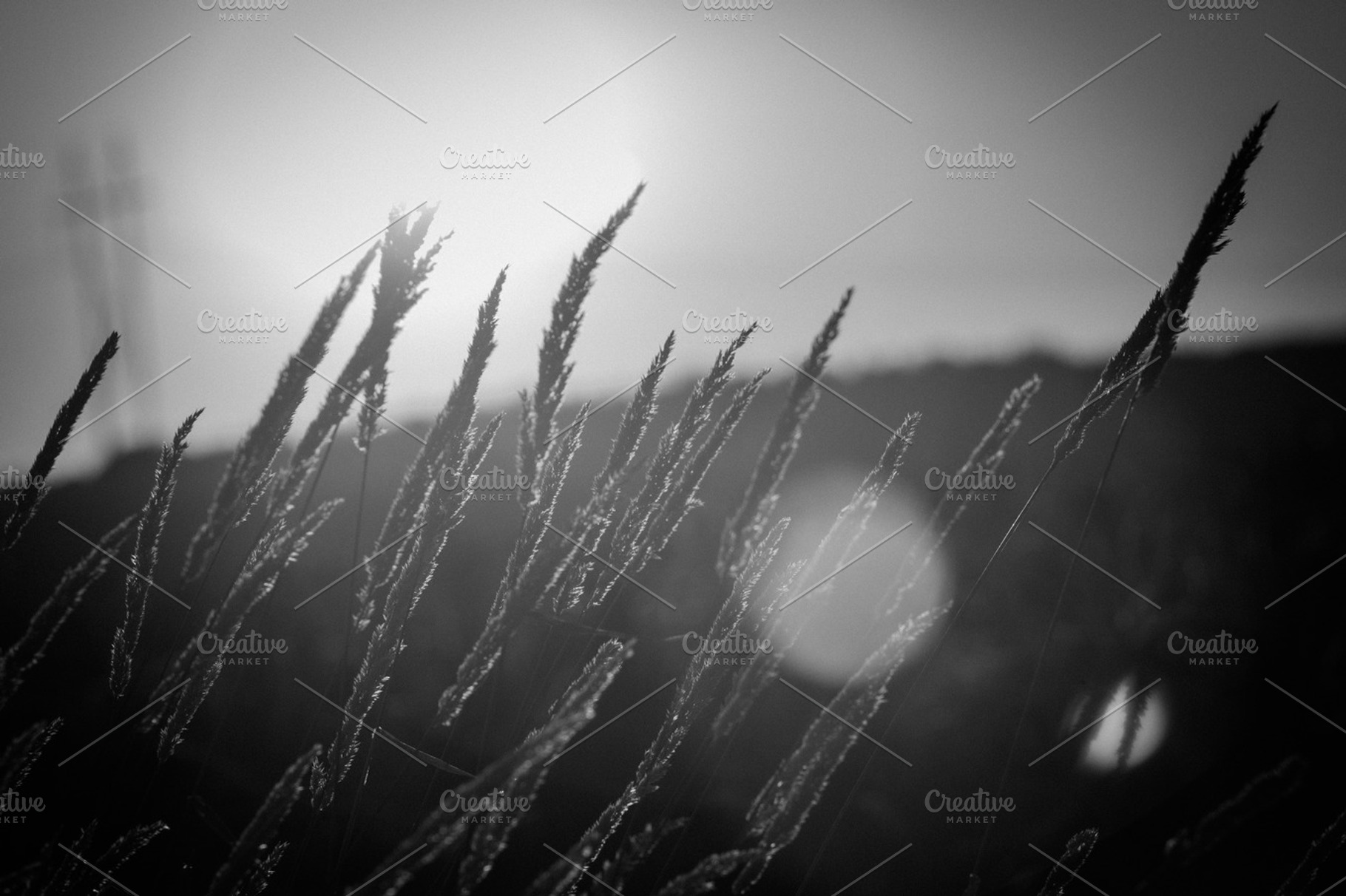 Plentiful Wheat, a Nature Photo by Andrew Schubert Visuals