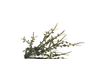 Egg Wrack Seaweed