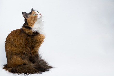 Multicolored young cat on a white b featuring cat, pet, and animal, an Animal Photo by oleghz