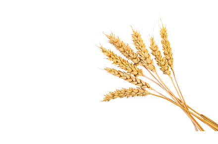 spikelets of wheat isolate on white, a Food & Drink Photo by yanadjana
