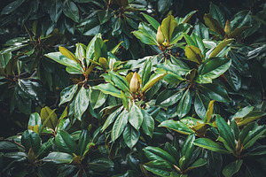 Detail of a magnolia tree containing color, nature, and natural