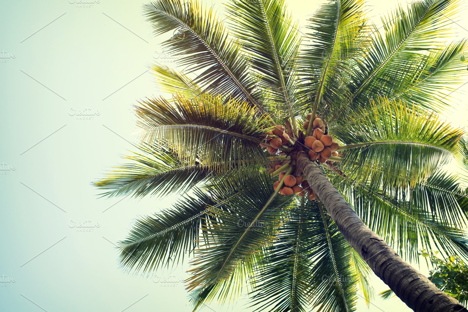Coconut palm tree stock photo containing abstract and background, a Nature Photo by jakkapan
