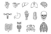Internal Organs and Bones Symbols, an Object Graphic by Tettygreen (Thumbnail 2 of 3)
