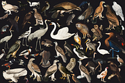 1150 Vintage Bird Illustratins, an Animal Illustration by Lilithcollageart (Thumbnail 10 of 10)
