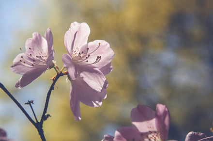 Beautiful spring background
