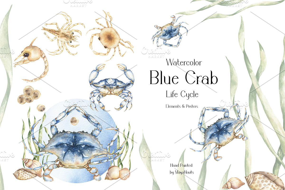 Watercolor Blue Crab Life Cycle Set, an Education Illustration by MayaNavits (Photo 1 of 8)