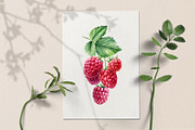 Watercolor Fresh Berries, a Decorative Illustration by Hanna Hryharenka (Thumbnail 2 of 16)