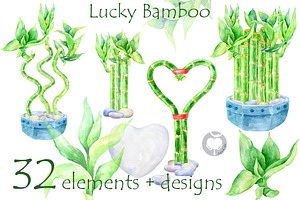 Lucky Bamboo - watercolor clipart