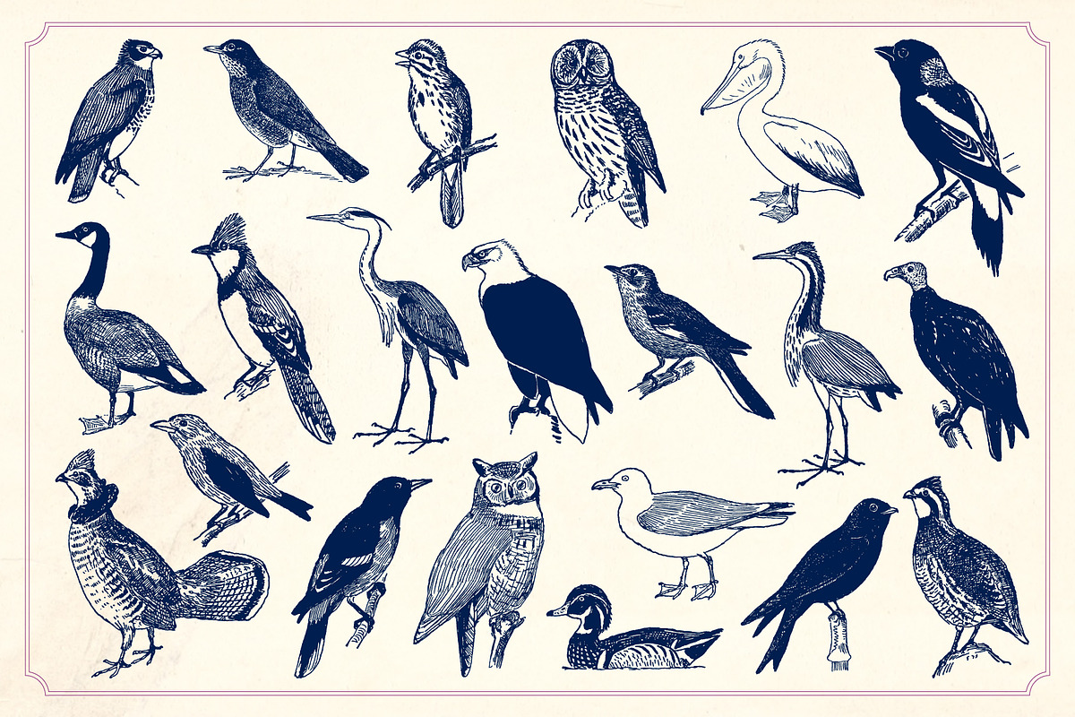 Vintage Hand Drawn Birds preview 5