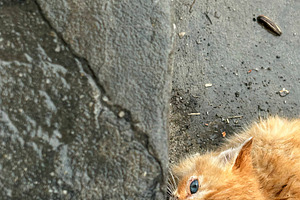 Urban Stray Kitten –Emotional Street, an Animal Photo by 3d_model_tifotizi