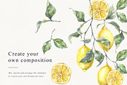 Lemons Botanical Illustrations, a Food Illustration by Tilling (Thumbnail 5 of 7)