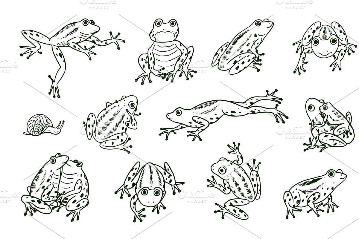 16 Frogs, an Animal Illustration by GooseFrol (Photo 4 of 11)