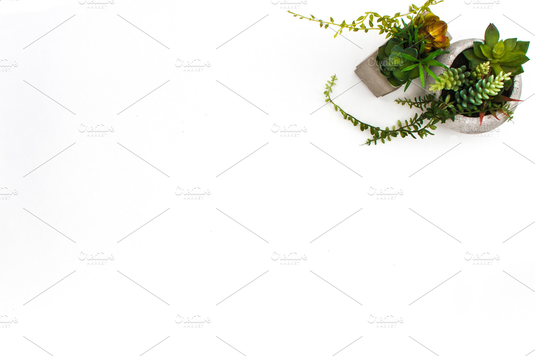 Styled Stock Photography Succulents, a Photo by Gorgeous Graphics