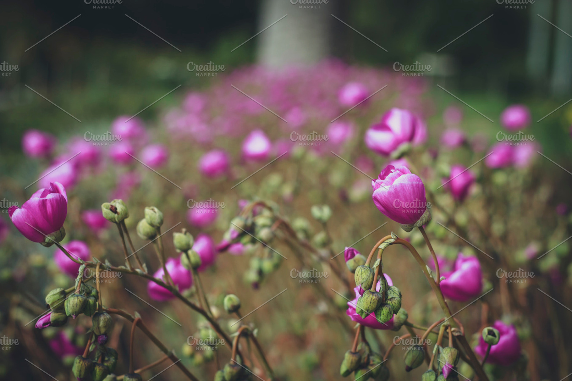 Fushia Flowers