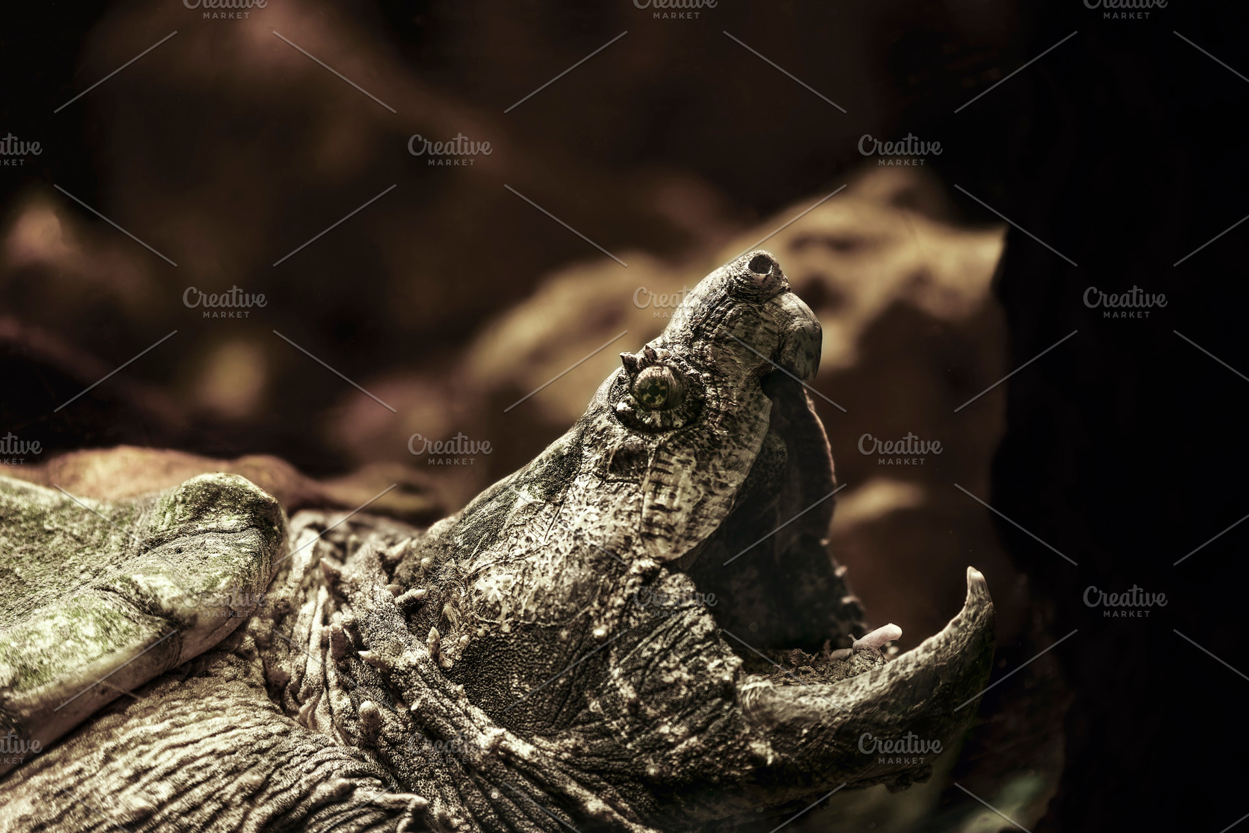 Alligator Snapping Turtle with Open, an Animal Photo by Perpis