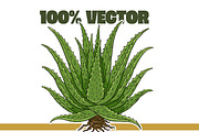 Succulent Illustration Pack, an Illustration by Tekuni (Thumbnail 8 of 13)