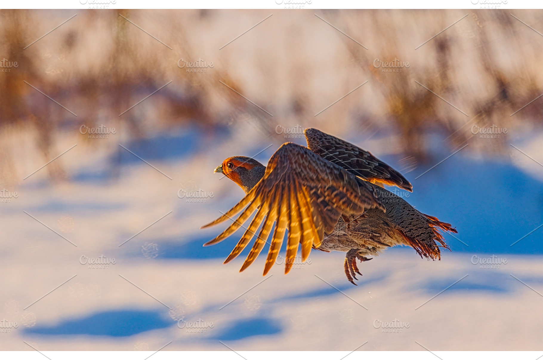 A freckle partridge - Perdix perdix, an Animal Photo by Lukas Jonaitis SHOP