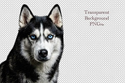 Siberian Husky Portrait PNG, an Animal Photo by VetalStock (Thumbnail 2 of 2)