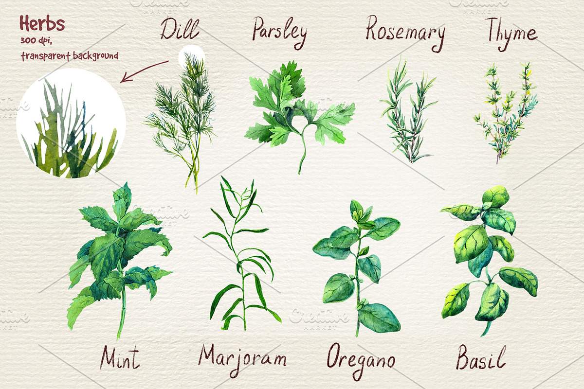 Herbs and spices watercolor clipart, a Food Illustration by Where summer is (Photo 2 of 6)