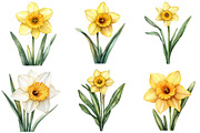 Watercolor Daffodil Flower Clipart, an Illustration by DreamPrint404 (Thumbnail 2 of 7)