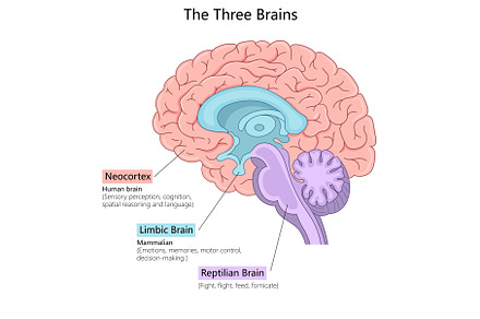 Three Brains of Human Anatomy, a Healthcare Illustration by AlexArt