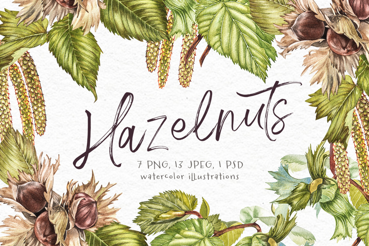 Hazelnuts in botanical style, a Food Illustration by Ann Astro (Photo 1 of 8)