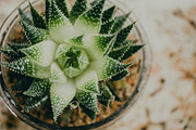 Succulent Plant Close-up, a Nature Photo by René Jordaan Photography (Thumbnail 2 of 2)