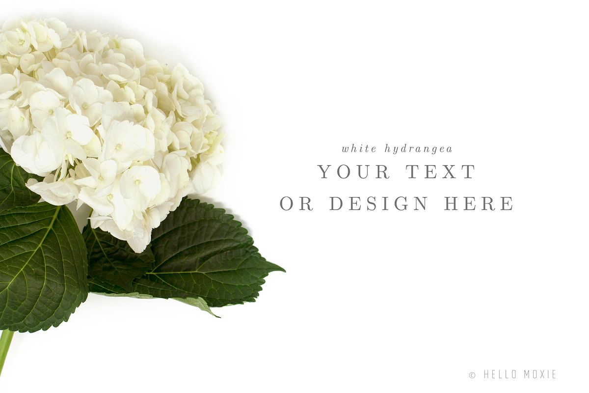 Hydrangea Stock Photograph, a Mockup by Hello Moxie