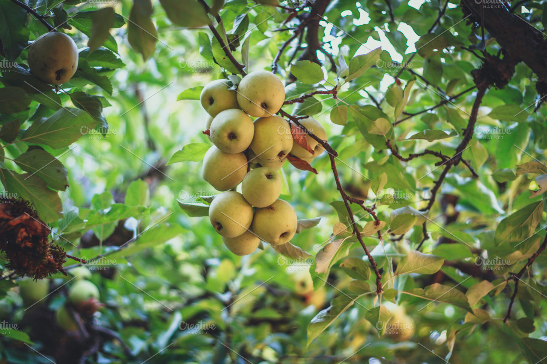 Golden delicious apples in the tree stock photo containing apple and apples