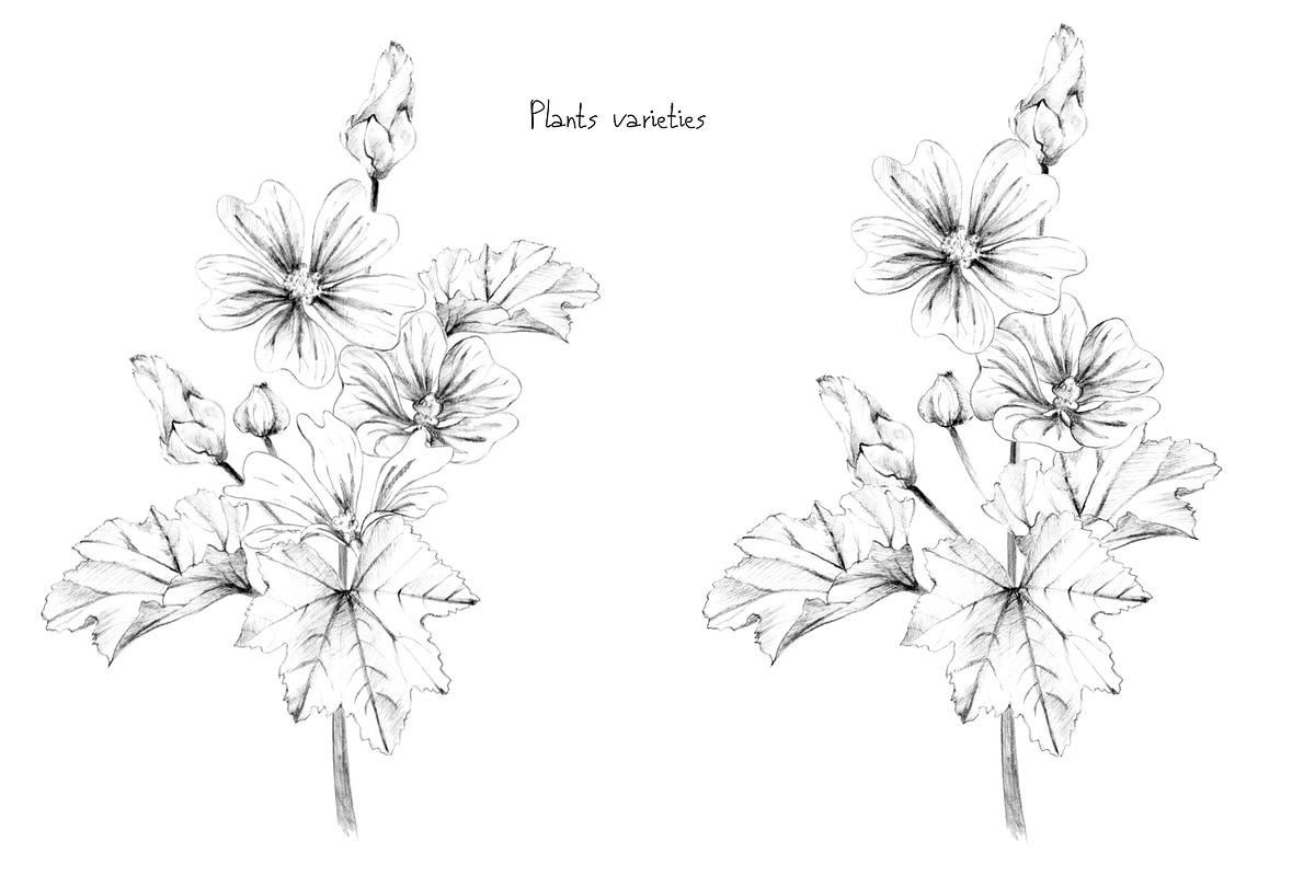 Malva (Mallow) Hand Sketches, an Object Graphic by VictoriaKStudio (Photo 5 of 8)