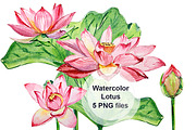 Watercolor Lotus, an Illustration by lilisavelieva (Thumbnail 2 of 3)