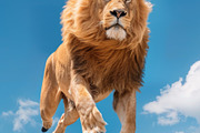 116 Flying animals, an Animal Photo by Handmadefont (Thumbnail 78 of 119)