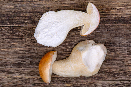 porcini mushrooms