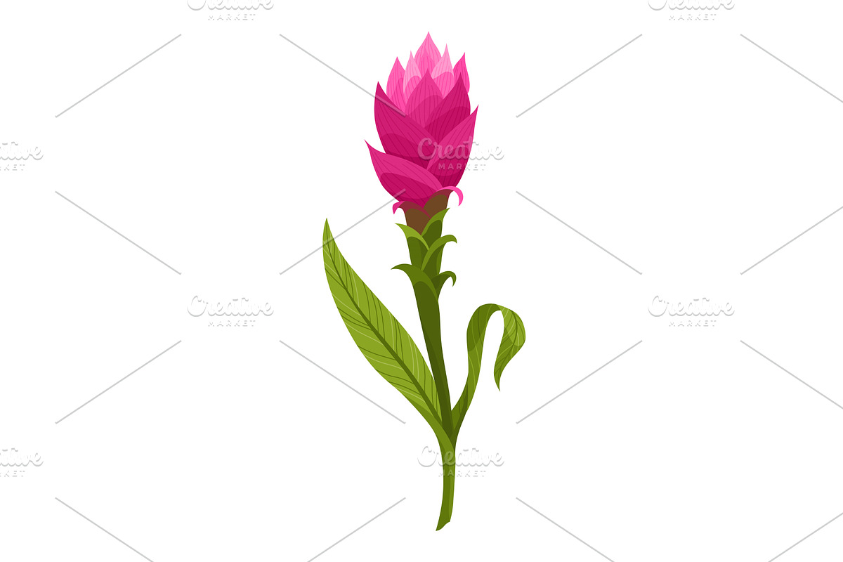 Turmeric root plant, icon. Natural, a Food Illustration by the8monkey