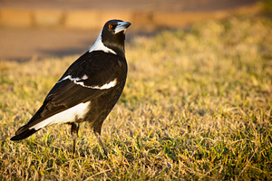 Magpie, an Animal Photo by THP Creative
