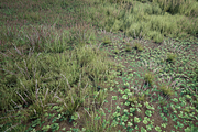 Grass Pack, an Environmental 3D Model by SilverTM (Thumbnail 4 of 6)