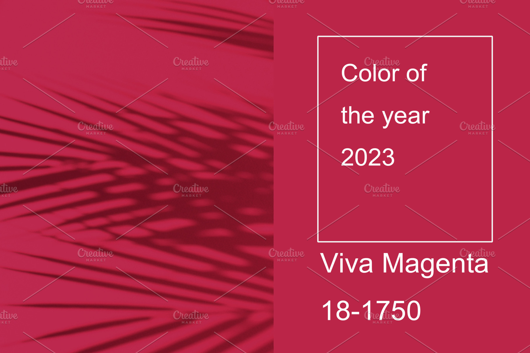 Viva magenta color of the year 2023. Palm leaves and their shadow on an backgro, an Arts & Entertainment Photo by Detriana