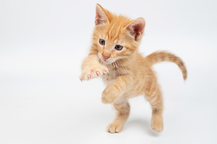 Playful orange kitten exploring and pouncing on white background