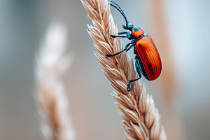 Vibrant red beetle climbing a wheat, an Animal Photo by MistyDay