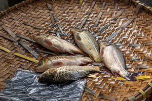 Fresh fish at Pasar Bolu market in Rantepao, Toraja, Sulawesi, I, a Food & Drink Photo by GoodGoods