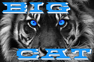 Big Cat