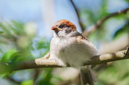 closeup of a House sparrow standing