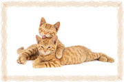 Illustrator Security Border Brush, a Brush Add-On by MRI STUDIO (Thumbnail 21 of 26)