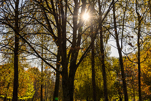 yellow foliage behind which the sun sets below the horizon,The sun is shining t, a Photo by rsoollAI