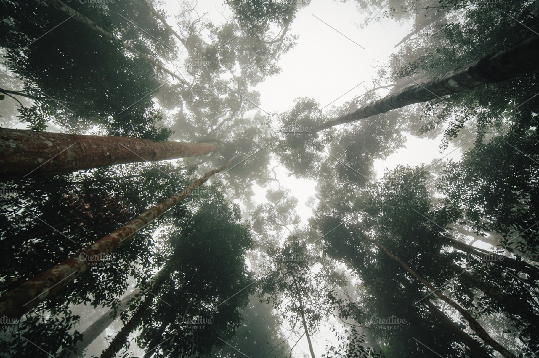 Tree tops stock photo containing tree and tops, a Nature Photo by Hombre-cz