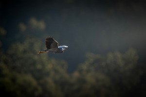 White-faced Heron, an Animal Photo by Rob D Animal Photography