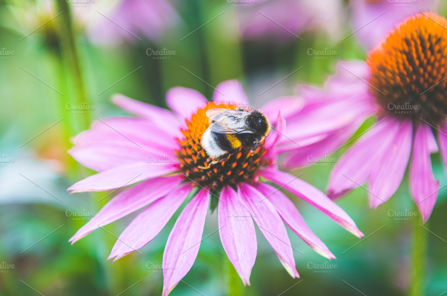 Bee on a pink flower featuring bee, insect, and flower, a Nature Photo by Kelly Van de Vliet