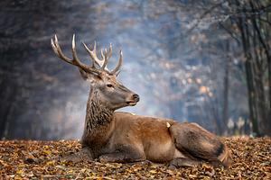 Majestic stag resting among autumn leaves in a tranquil forest setting during t, an Animal Photo by Byrdyak