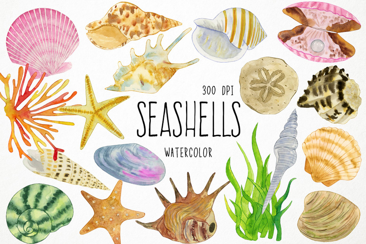 Watercolor Seashells Clipart, Shells, an Object Graphic by Paulaparaula (Photo 1 of 3)