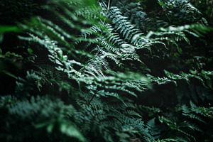 Fern stock photo containing fern and green